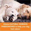 Show in main carousel: ThunderEase Powered by ADAPTIL Calming Pheromone Diffuser Refill for Dogs, 180 day, 6 count slide 6 of 10