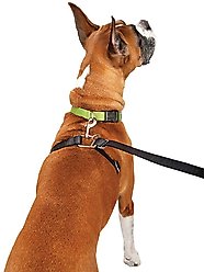 ThunderLeash Nylon Dog Leash, Black, Medium/Large: 7-ft long, 1-in wide slide 2 of 5