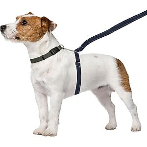 ThunderLeash Nylon Dog Leash, Black, Medium/Large: 7-ft long, 1-in wide