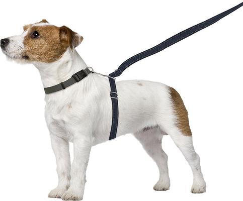 Show full view: ThunderLeash Nylon Dog Leash, Black, Small: 6-ft long, 0.63-in wide slide 2 of 9