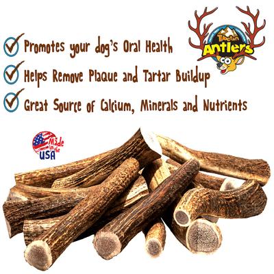 Show full view: Tibetan Dog Chew Whole Antler Grain-Free Dog Treat, 1 count, Large slide 5 of 7
