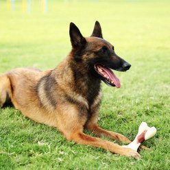 Tikaton Bacon Flavored Dog Chew Toy, Large slide 2 of 6