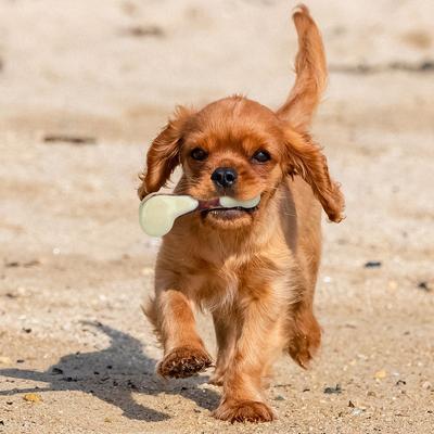 Show full view: Tikaton Beef Flavored Dog Chew Toy, Small slide 2 of 7