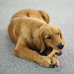 Tikaton Chicken Flavored Dog Chew Toy, Medium slide 2 of 6