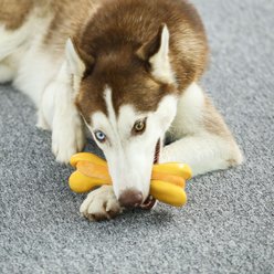 Tikaton Chicken Flavored Dog Chew Toy, X-Large slide 2 of 6
