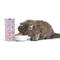 Show in main carousel: Tiki Cat Baby Chicken & Egg Recipe Grain-Free Wet Kitten Food, 2.4-oz can, case of 12 slide 7 of 10