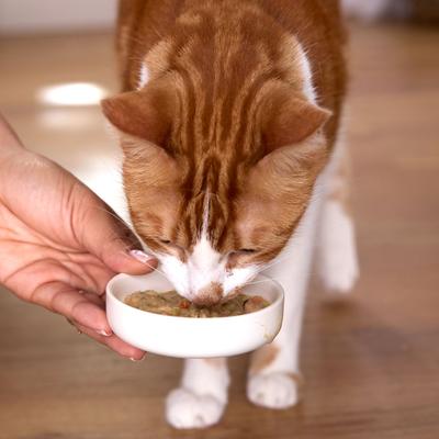 Show full view: Tiny Tiger Lickables Soup Salmon Recipe in a Creamy Chicken Broth Cat Treat & Topper, 1.2-oz cup, bundle of 16  slide 8 of 10