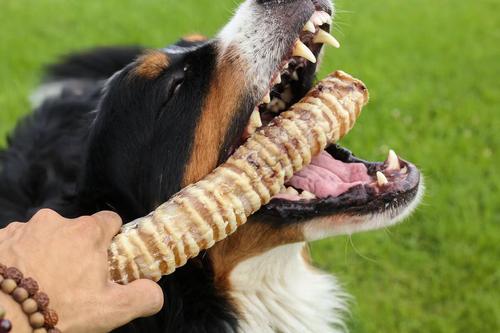 Show full view: Top Dog Chews 12" Beef Trachea Dog Treats, 10 count slide 5 of 7