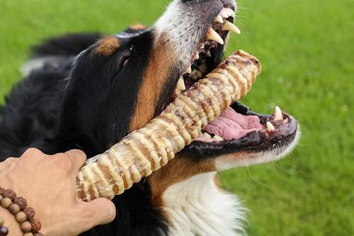 Show full view: Top Dog Chews 12" Beef Trachea Dog Treats, 7 count slide 4 of 8