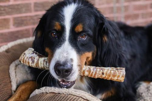 Show full view: Top Dog Chews 12" Beef Trachea Dog Treats, 7 count slide 5 of 8