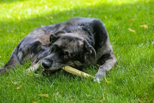 Show full view: Top Dog Chews 5"-6" Ox Tail Dog Treats, 25 count slide 6 of 7