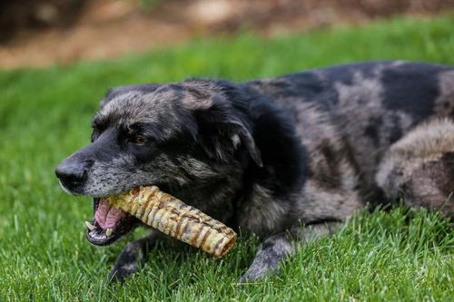 Show full view: Top Dog Chews 6" Beef Trachea Dog Treats, 10 count slide 5 of 7