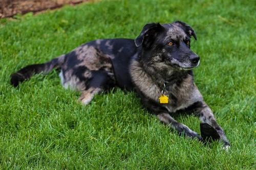 Show full view: Top Dog Chews Beef Hooves Dog Treats, 10 count slide 7 of 10