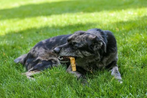 Show full view: Top Dog Chews Beef Pizzle Stuffed Esophagus Dog Treat, 3 count, 5 - 6 inches slide 6 of 7