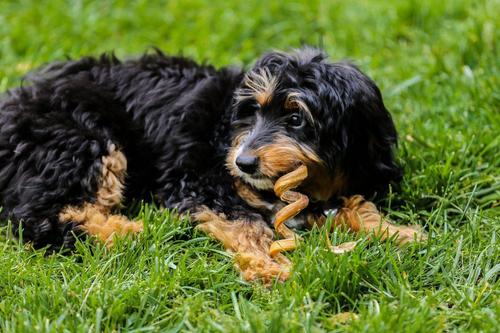 Show full view: Top Dog Chews Bully Stick Spirals Dog Treats, 25 count slide 8 of 10