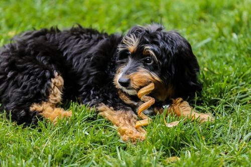 Show full view: Top Dog Chews Bully Stick Spirals Dog Treats, 25 count slide 9 of 10