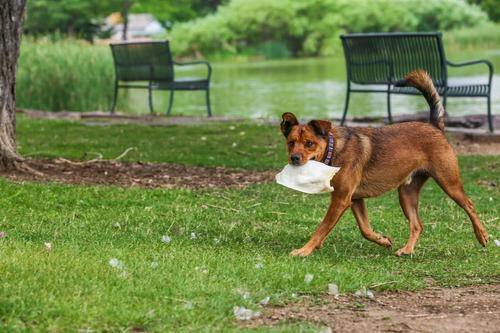 Show full view: Top Dog Chews Cow Ears Dog Treats, 10 count slide 8 of 9