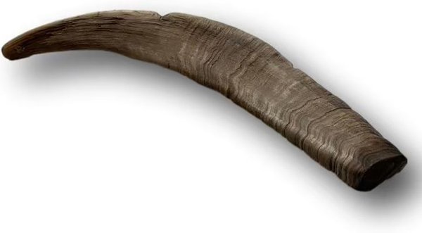 Show full view: Top Dog Chews Goat Horn Dog Treats, Large slide 4 of 6