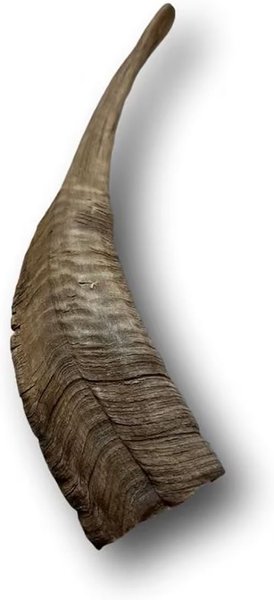 Show full view: Top Dog Chews Goat Horn Dog Treats, Large slide 5 of 6