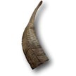 Show in main carousel: Top Dog Chews Goat Horn Dog Treats, Large slide 5 of 6