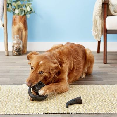 Show full view: Top Dog Chews Natural Water Buffalo Bully Horns Dog Treats, 2 count slide 6 of 11