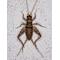 Show in main carousel: Top Hat Crickets Crickets Reptile Food, Large, 1000 count slide 6 of 10