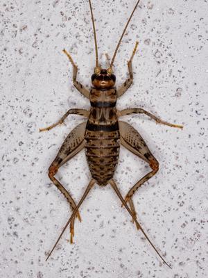 Show full view: Top Hat Crickets Crickets Reptile Food, Large, 1000 count slide 6 of 10