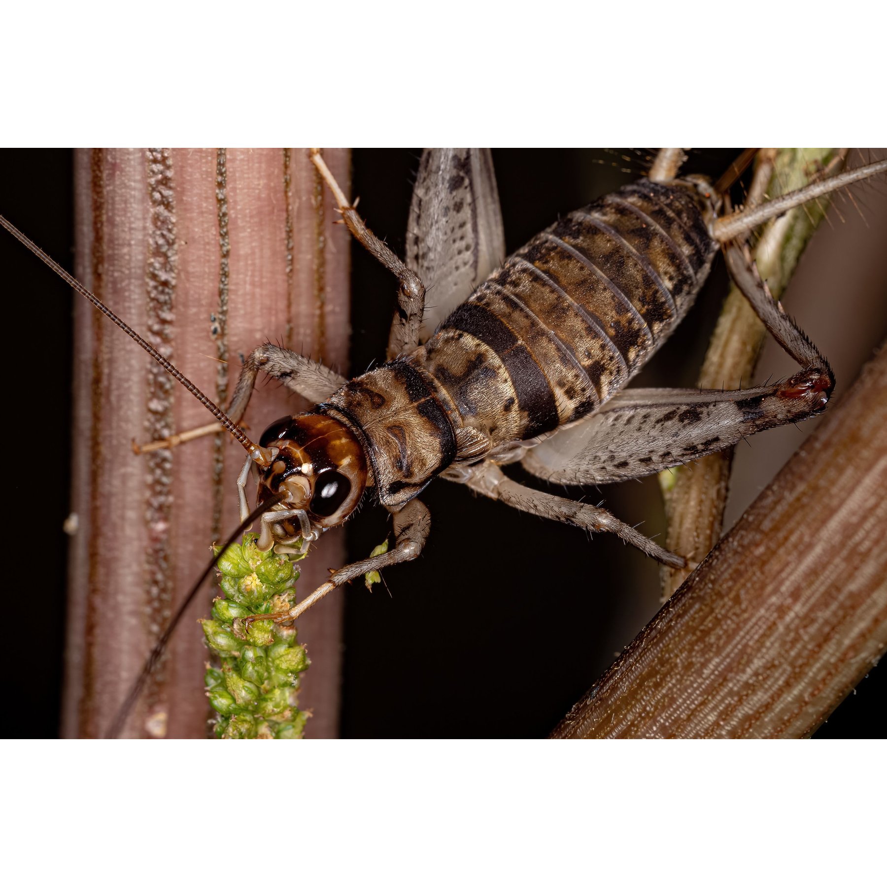 Top Hat Crickets Crickets Reptile Food, Large, 500 count