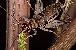 Top Hat Crickets Crickets Reptile Food, Medium, 500 count