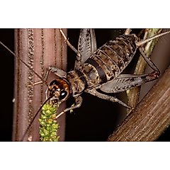 Top Hat Crickets Crickets Reptile Food, Small, 1000 count
