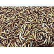Show in main carousel: Top Hat Crickets Giant Mealworms Reptile Food, 50 count slide 4 of 10