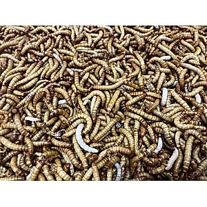 Top Hat Crickets Giant Mealworms Reptile Food, 50 count