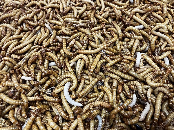 Show full view: Top Hat Crickets Giant Mealworms Reptile Food, 50 count slide 6 of 10
