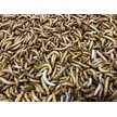 Show in main carousel: Top Hat Crickets Giant Mealworms Reptile Food, 50 count slide 6 of 10