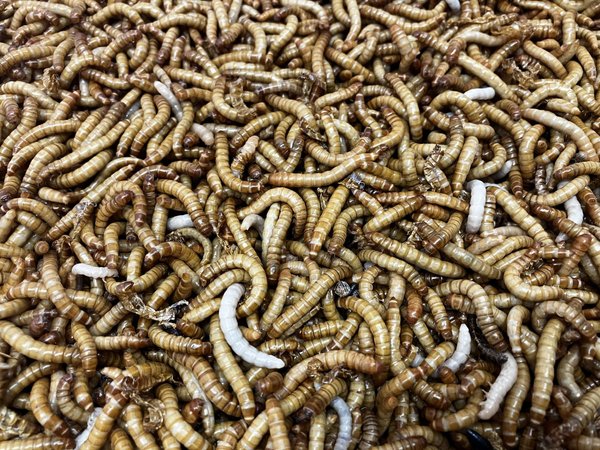 Show full view: Top Hat Crickets Giant Mealworms Reptile Food, 50 count slide 8 of 10