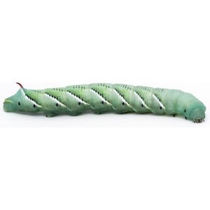 Top Hat Crickets Hornworms Reptile Food, 6 count