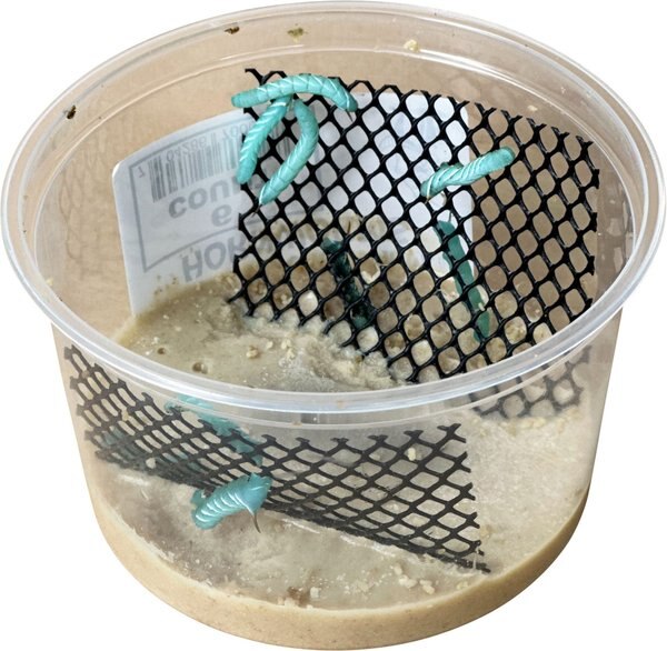 Pre-Made Cooked Hornworm Food Cup Only - For Feeding Reptile Or Insect Pets