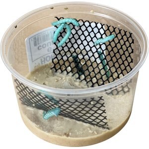 Top Hat Crickets Hornworms Reptile Food, 6 count