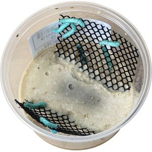 Top Hat Crickets Hornworms Reptile Food, 6 count