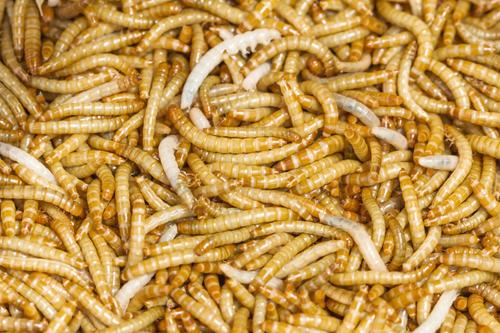 Show full view: Top Hat Crickets Mealworms Reptile Food, 100 count slide 4 of 9
