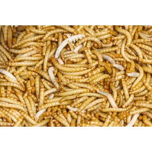 Top Hat Crickets Mealworms Reptile Food, 100 count