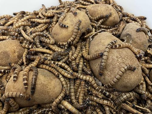 Show full view: Top Hat Crickets Superworms Reptile Food, 50 count slide 7 of 9