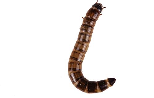 Show full view: Top Hat Crickets Superworms Reptile Food, 50 count slide 9 of 9