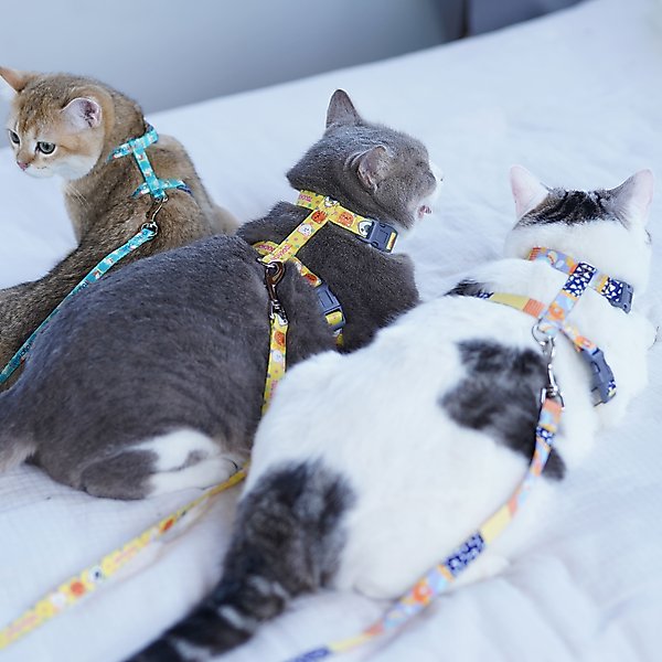 Show full view: Touchcat Animal Fashion Cat Harness & Leash, 47.24-in long, 0.59-in wide, Medium: 12.59 to 18.44-in chest slide 4 of 4