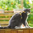 Show in main carousel: Touchcat Animal Fashion Cat Harness & Leash, 47.24-in long, 0.59-in wide, Medium: 12.59 to 18.44-in chest slide 2 of 4
