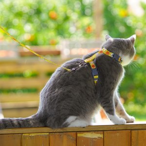 Touchcat Animal Fashion Cat Harness & Leash, 47.24-in long, 0.59-in wide, Medium: 12.59 to 18.44-in chest