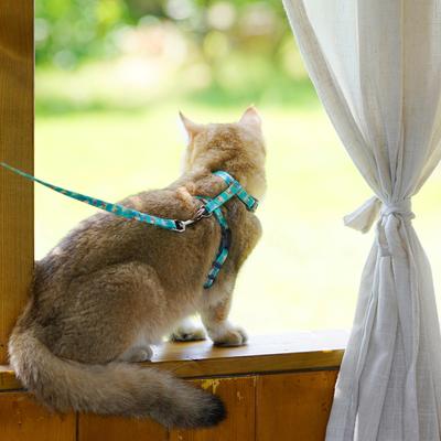 Show full view: Touchcat Avery Fashion Cat Harness & Leash, 47.24-in long, 0.59-in wide, Small: 8.66 to 12.59-in chest slide 3 of 3