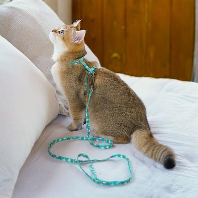 Show full view: Touchcat Avery Fashion Cat Harness & Leash, 47.24-in long, 0.59-in wide, Small: 8.66 to 12.59-in chest slide 2 of 3