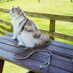 Touchcat Fashion Cat Harness & Leash, 47.24-in long, 0.59-in wide, Medium: 12.59 to 18.44-in chest slide 2 of 3
