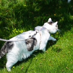 Touchcat Floral Cat Harness & Leash, 47.24-in long, 0.59-in wide, Medium: 12.59 to 18.44-in chest slide 2 of 2